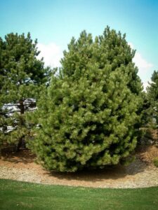 Сосна Чёрная (Pinus Nigra) купить по цене от 270.00р. в интернет-магазине «Посадика» с доставкой почтой в в Баксане и по всей России – [изображение №1].