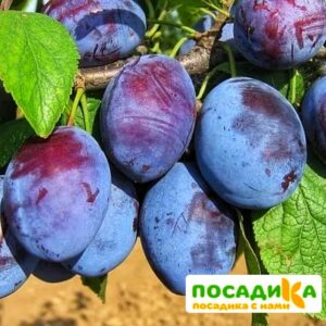 Слива Чачакская ранняя купить по цене от 229.00р. в интернет-магазине «Посадика» с доставкой почтой в в Баксане и по всей России – [изображение №1].