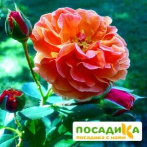 Роза Арабия купить по цене от 350.00р. в интернет-магазине «Посадика» с доставкой почтой в в Баксане и по всей России – [изображение №1].