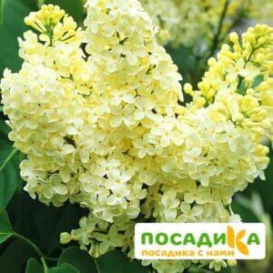 Сирень Примроуз (Primrose) купить по цене от 529.00р. в интернет-магазине «Посадика» с доставкой почтой в в Баксане и по всей России – [изображение №1].