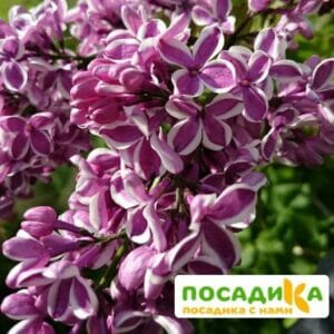 Сирень Сенсация купить по цене от 529.00р. в интернет-магазине «Посадика» с доставкой почтой в в Баксане и по всей России – [изображение №1].