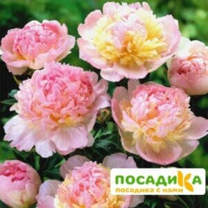 Пион Распберри Сандей (Paeonia Raspberry Sundae) купить по цене от 959р. в интернет-магазине «Посадика» с доставкой почтой в в Баксане и по всей России – [изображение №1].