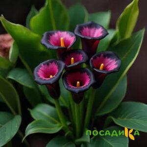 Калла Аура Лейс купить по цене от 400р. в интернет-магазине «Посадика» с доставкой почтой в в Баксане и по всей России – [изображение №1].