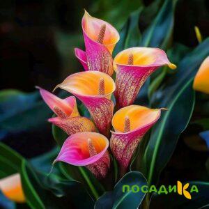Калла Оникс купить по цене от 450р. в интернет-магазине «Посадика» с доставкой почтой в в Баксане и по всей России – [изображение №1].