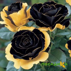 Роза Ханни Сикл купить по цене от 700р. в интернет-магазине «Посадика» с доставкой почтой в в Баксане и по всей России – [изображение №1].