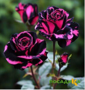 Роза Багровый Шепот купить по цене от 366р. в интернет-магазине «Посадика» с доставкой почтой в в Баксане и по всей России – [изображение №1].