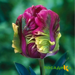 Тюльпан Экзотик Хэвен купить по цене от 186р. в интернет-магазине «Посадика» с доставкой почтой в в Баксане и по всей России – [изображение №1].