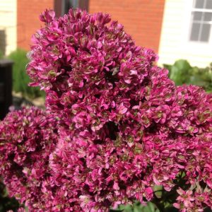 Флокс Филингс купить по цене от 329р. в интернет-магазине «Посадика» с доставкой почтой в в Баксане и по всей России – [изображение №1].