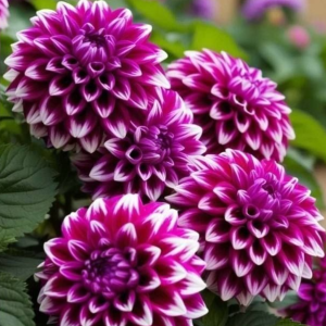 Георгин Кристал Корт купить по цене от 602р. в интернет-магазине «Посадика» с доставкой почтой в в Баксане и по всей России – [изображение №1].