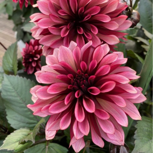 Георгин Перли Сансет купить по цене от 309р. в интернет-магазине «Посадика» с доставкой почтой в в Баксане и по всей России – [изображение №1].