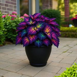 Хоста Фрости Блю купить по цене от 389р. в интернет-магазине «Посадика» с доставкой почтой в в Баксане и по всей России – [изображение №1].