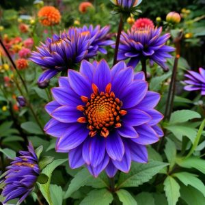 Георгин Лазурит купить по цене от 799р. в интернет-магазине «Посадика» с доставкой почтой в в Баксане и по всей России – [изображение №1].