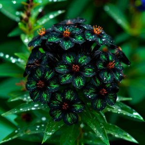 Флокс Ривьера купить по цене от 299р. в интернет-магазине «Посадика» с доставкой почтой в в Баксане и по всей России – [изображение №1].