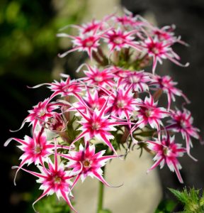 Флокс Метельчатый Путь купить по цене от 456р. в интернет-магазине «Посадика» с доставкой почтой в в Баксане и по всей России – [изображение №1].