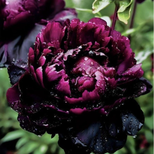 Пион Темный Сад купить по цене от 421р. в интернет-магазине «Посадика» с доставкой почтой в в Баксане и по всей России – [изображение №1].