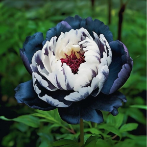 Пион Древовидный Инь-Янь купить по цене от 419р. в интернет-магазине «Посадика» с доставкой почтой в в Баксане и по всей России – [изображение №1].