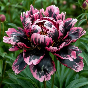 Пион Дроп Руби купить по цене от 469р. в интернет-магазине «Посадика» с доставкой почтой в в Баксане и по всей России – [изображение №1].