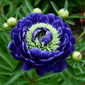 Пион Дримвивер купить по цене от 417р. в интернет-магазине «Посадика» с доставкой почтой в в Баксане и по всей России – [изображение №1].