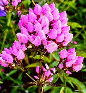 Флокс Бутоник купить по цене от 461р. в интернет-магазине «Посадика» с доставкой почтой в в Баксане и по всей России – [изображение №1].