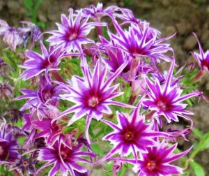 Флокс Звездное Кружево купить по цене от 361р. в интернет-магазине «Посадика» с доставкой почтой в в Баксане и по всей России – [изображение №1].