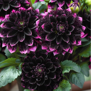 Георгин Лаванда Лейс купить по цене от 679р. в интернет-магазине «Посадика» с доставкой почтой в в Баксане и по всей России – [изображение №1].