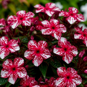 Флокс Ливер Гриммер купить по цене от 590р. в интернет-магазине «Посадика» с доставкой почтой в в Баксане и по всей России – [изображение №1].