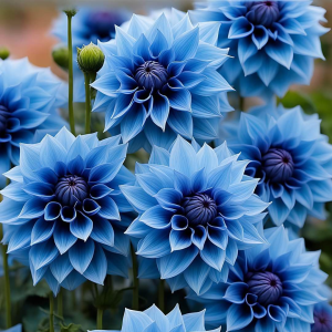 Георгин Вижапе купить по цене от 699р. в интернет-магазине «Посадика» с доставкой почтой в в Баксане и по всей России – [изображение №1].